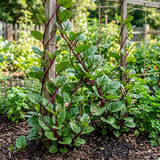 Red Spinach Plant Live, Live Starter Plant, 4-6 Inch Tall