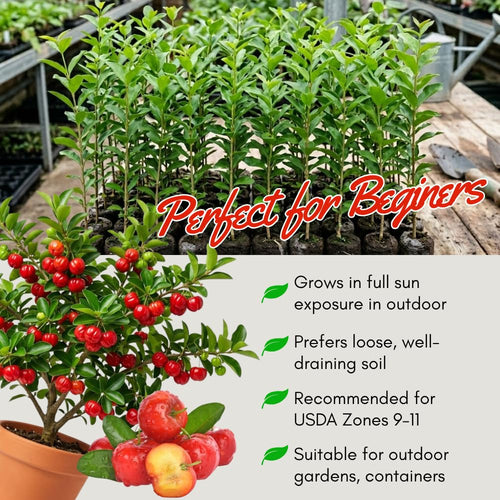 2 Live Barbados Cherry Tree Plant, Red Cherry Tropical, 4-7 Inch Tall