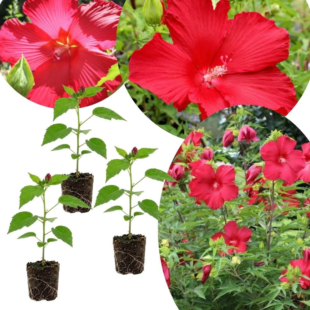 Set 3 Large Red Hardy Hibiscus Live Plant, Red Hibiscus Plant, 4–6" Tall