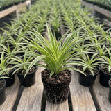 Variegated Spider Live Plant, Spider Indoor Houseplant, 4-6 Inch Tall