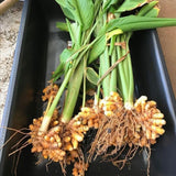 Yellow Turmeric Roots for Growing