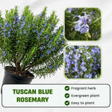 3 Live Rosemary Herb Plants 4-6" Tall