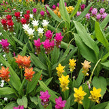 2 Mixed Ginger Live Plants, Ornamental Flowering Ginger Plant for Indoor Outdoor, Colorful Blooming Gingers 4-6 Inches