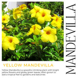 2 Yellow Live Mandevilla Plants, Ready to Grow Plant, 4-6 Inch Tall