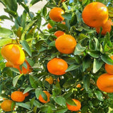 Satsuma Mandarins Orange Tree Plant Live, 2-3 Feet Tall