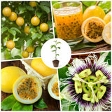 Yellow Passionfruit Plant, Passion Fruit Plant Live, 4-6 Inch Tall
