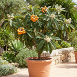 Golden Loquat Live Plant, Hardy Fruit Tree Plant, 8-10 Inch Tall