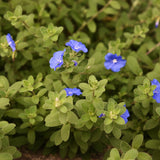 3 Blue Live Evolvulus Plants, Starter Plant, 4-6 Inch Tall