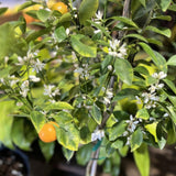 Red Navel Orange Plant Live, Air-Layered Orange Bush Citrus, 1-2 Ft Tall
