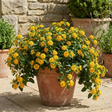 2 Gold Live Lantana Plants, Outdoor Garden Plant, 4-7 Inch Tall