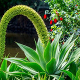 Attenuata Agave Live Plant, Architectural Succulent, 6-8 Inch Tall