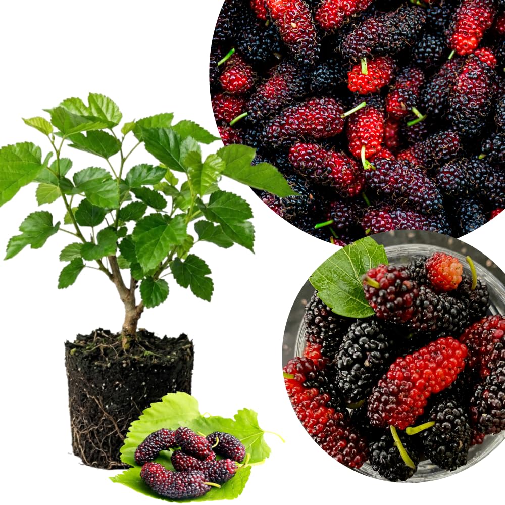 Dwarf Mulberry Tree Plant Live, Fruit Tree Plant, 4-6 Inch Tall