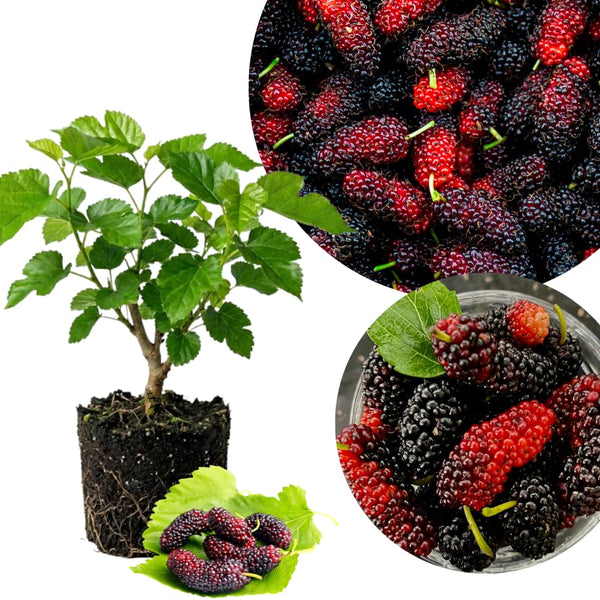 Dwarf Mulberry Tree Plant Live, Fruit Tree Plant, 4-6 Inch Tall