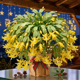2 Yellow Holiday Cactus Live Plants, Hanging Basket Plant, 5-9 Inch Tall