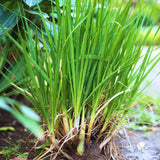 3 Lemongrass Plants Live, Home Garden Plant, 4-6 Inch Tall