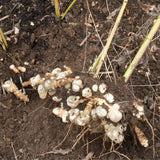 2 Lb Live Jerusalem Artichoke Tubers, Home Garden Plant