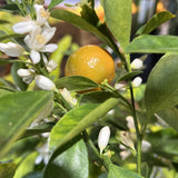 Red Navel Orange Plant Live, Air-Layered Orange Bush Citrus, 1-2 Ft Tall