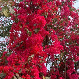 Set 2 Double Red Bougainvillea Live Plant 5-7 Inch Tall