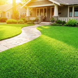 80000 Zoysia Grass Seeds for Lawn, Emerald Zoysia Grass Seed