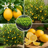 Meyer Lemon Tree Plant Live, Citrus Fruit Tree, 2 Ft Tall, 1 Gallon Pot