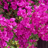 2 Dark Purple Bougainvillea Plants Live, Home Garden Plant, 4-6 Inch Tall