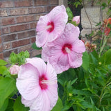 Pack 2 Red Pink Hibiscus Plant Live 5-7 Inch Tall