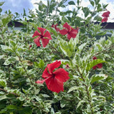 Set 3 Variegated Hibiscus Live Plants, White Red Hibiscus Plant, 4–6" Tall