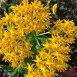 2 Yellow Milkweed Live Plants, Hardy Garden Plant, 4-6 Inch Tall