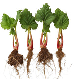 4 Rhubarb Plants Live, Patio Container Plant, 3-5 Inch Tall