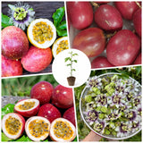 Red Passionfruit Plant, Passion Fruit Plant Live, 4-6 Inch Tall