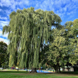 2 Willow Live Trees, 1-2 Ft Tall