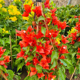 2 Red Orange Bougainvillea Live Plants, Indoor Outdoor Plant, 5-7 Inch Tall