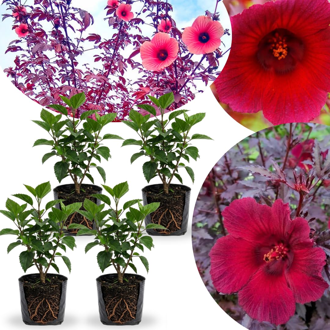 4 Cranberry Hibiscus Live Plants, Well-Rooted Flower Plant, 4-6 Inch Tall
