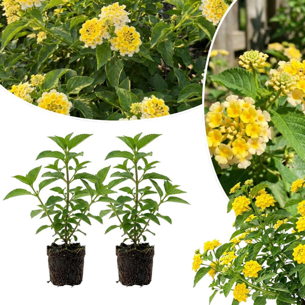 2 Yellow White Lantana Live Plants, Indoor Outdoor Plant, 4-7 Inch Tall
