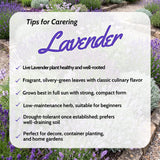2 Creek Lavender Live Plants, Outdoor Garden Herb Plant, 4-6 Inch Tall