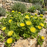 Yellow Ice Plant Live Plant, Ground Cover, 4 Inch Pot