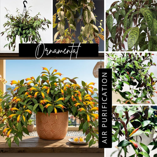 2 Lipstick Plants Live, Trailing Houseplant, 2 Inch Pot