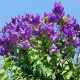 Purple Lilac Live Plant, Flower Bush, 4-6 Inch Tall, 4 Inch Pot