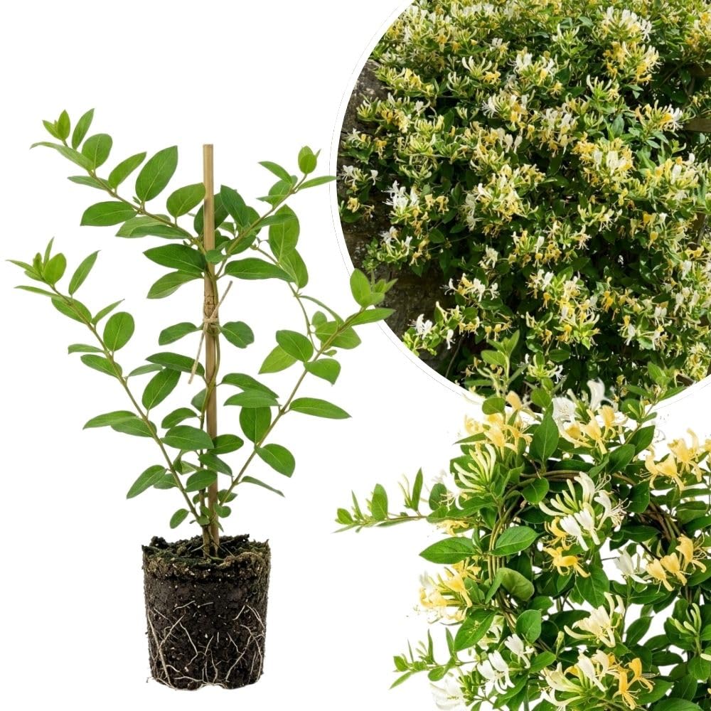 White Yellow Honeysuckle Plant 6-10" Tall in 4 Inch Pot