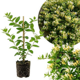 White Yellow Honeysuckle Plant 6-10" Tall in 4 Inch Pot