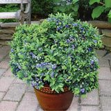 2 Top Hat Blueberry Plant Live, Blueberry Bushes Plant, 4-7 Inch Tall
