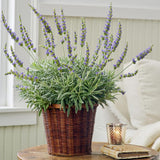2 Purple Live Lavender Plants, Garden Plant, 4-7 Inch Tall