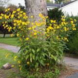 2 Lb Live Jerusalem Artichoke Tubers, Home Garden Plant
