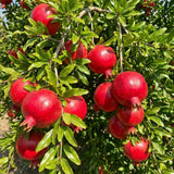 Sweet Pomegranate Tree, Hardy Garden Plant, 4-6 Inch Tall