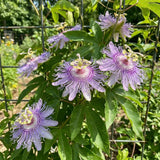 2 Light Purple Passion Flower Plants, Passiflora Flower Plant, 4-6 Inch Tall
