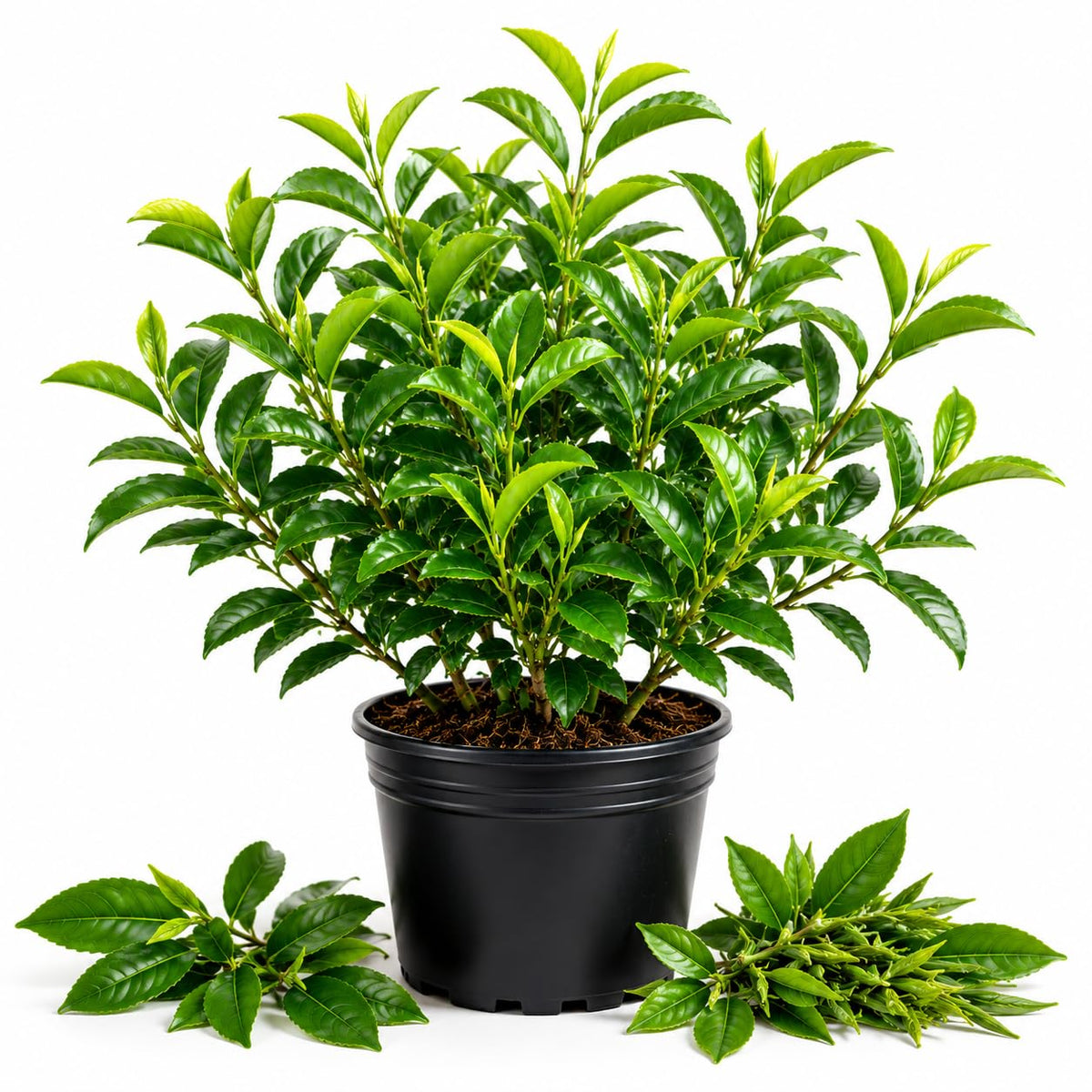 Green Tea Plant Live, Large Camellia Tree for Outdoor Planting, 4-9 in Tall