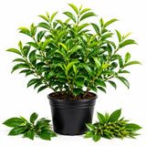 Green Tea Plant Live, Large Camellia Tree for Outdoor Planting, 4-9 in Tall