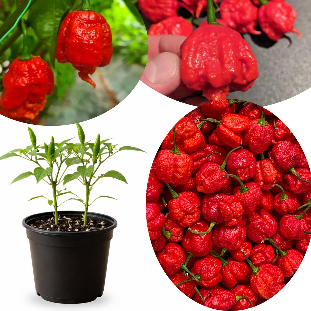 Carolina Reaper Pepper Chili Live Plant, 4-7 Inch Tall, 4 Inch Pot