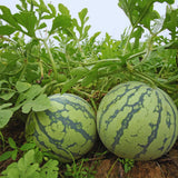 2 Red Live Watermelon Plants, Edible Vegetable Plant
