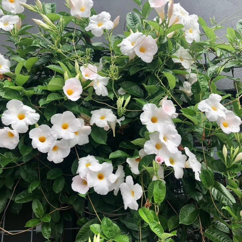 Plant care made simple